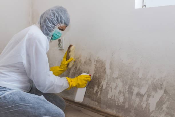 Home Mold Removal in Meridian Hills, IN